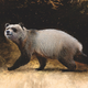 Una ilustración del extinto panda búlgaro A. nikolovi.